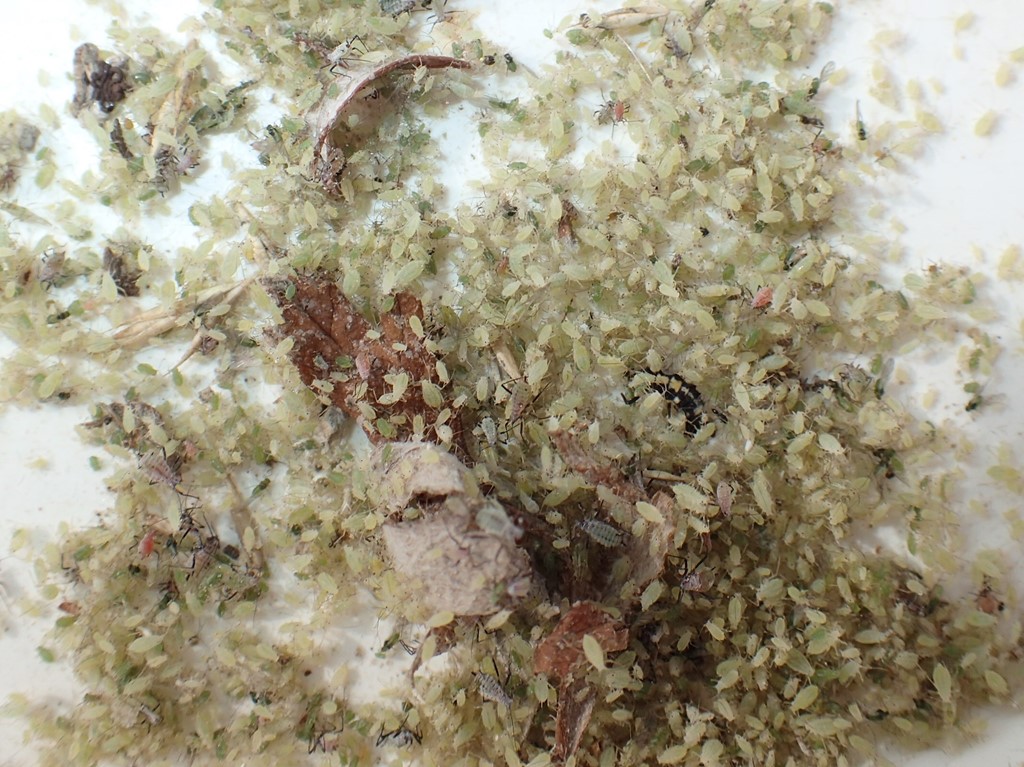 Bleg Bynkebladlus (Pleotrichophorus glandulosus)