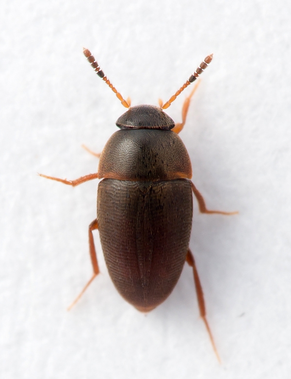 Nemadus colonoides (Nemadus colonoides)