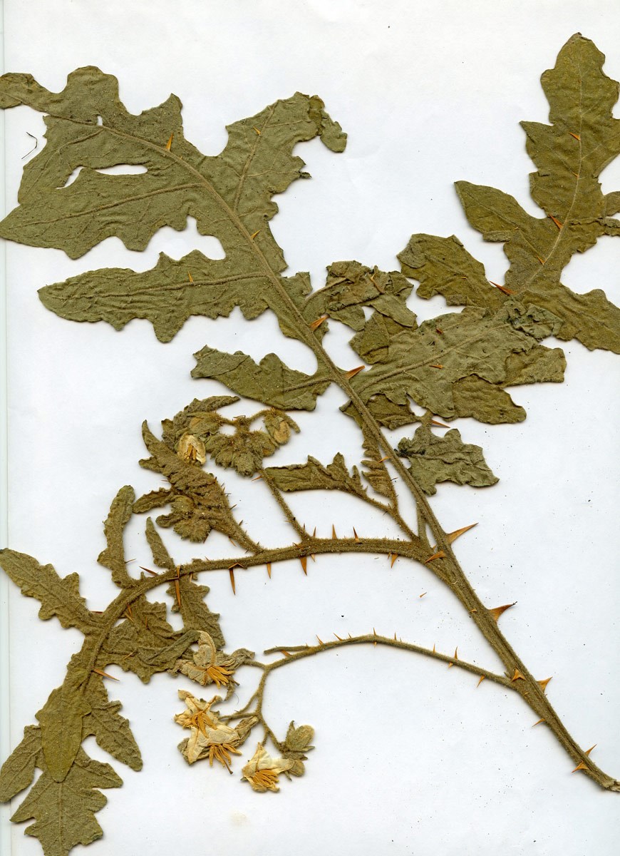 Solanum sisymbriifolium (Solanum sisymbriifolium)