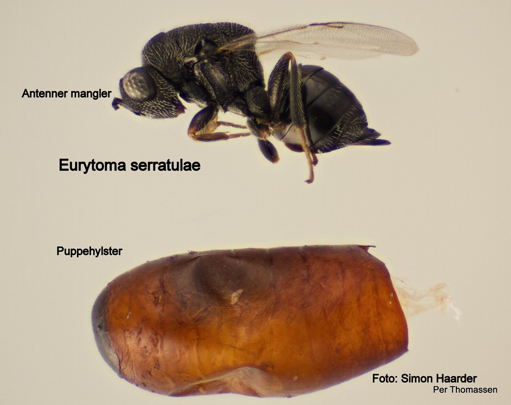 Eurytoma serratulae (Eurytoma serratulae)