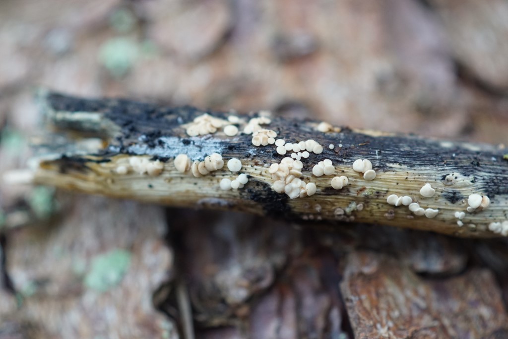 Kortstilket Stilkskive (Calycina herbarum)