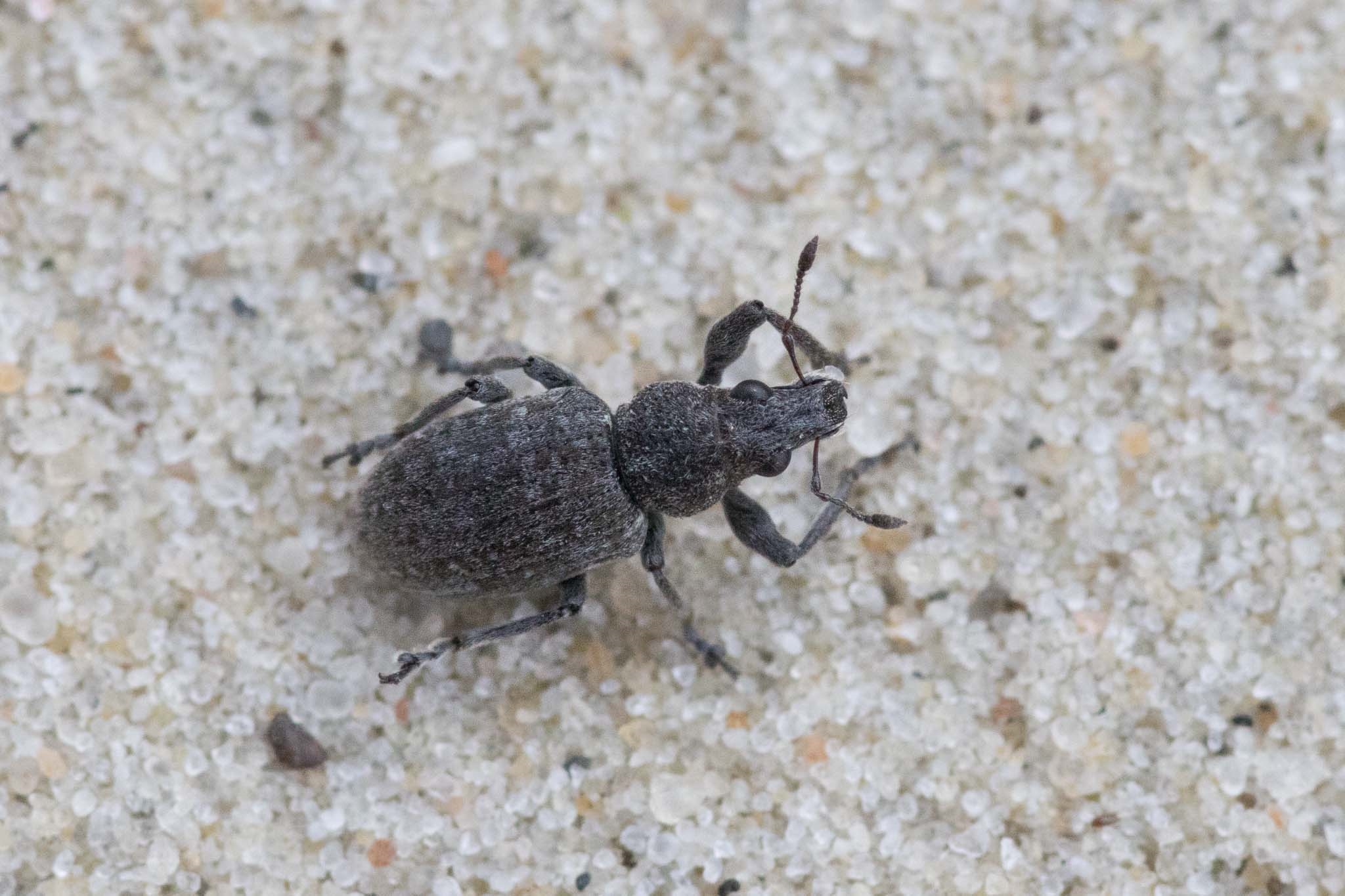 Coelositona cambricus (Coelositona cambricus)