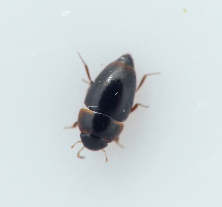 Limnebius aluta (Limnebius aluta)