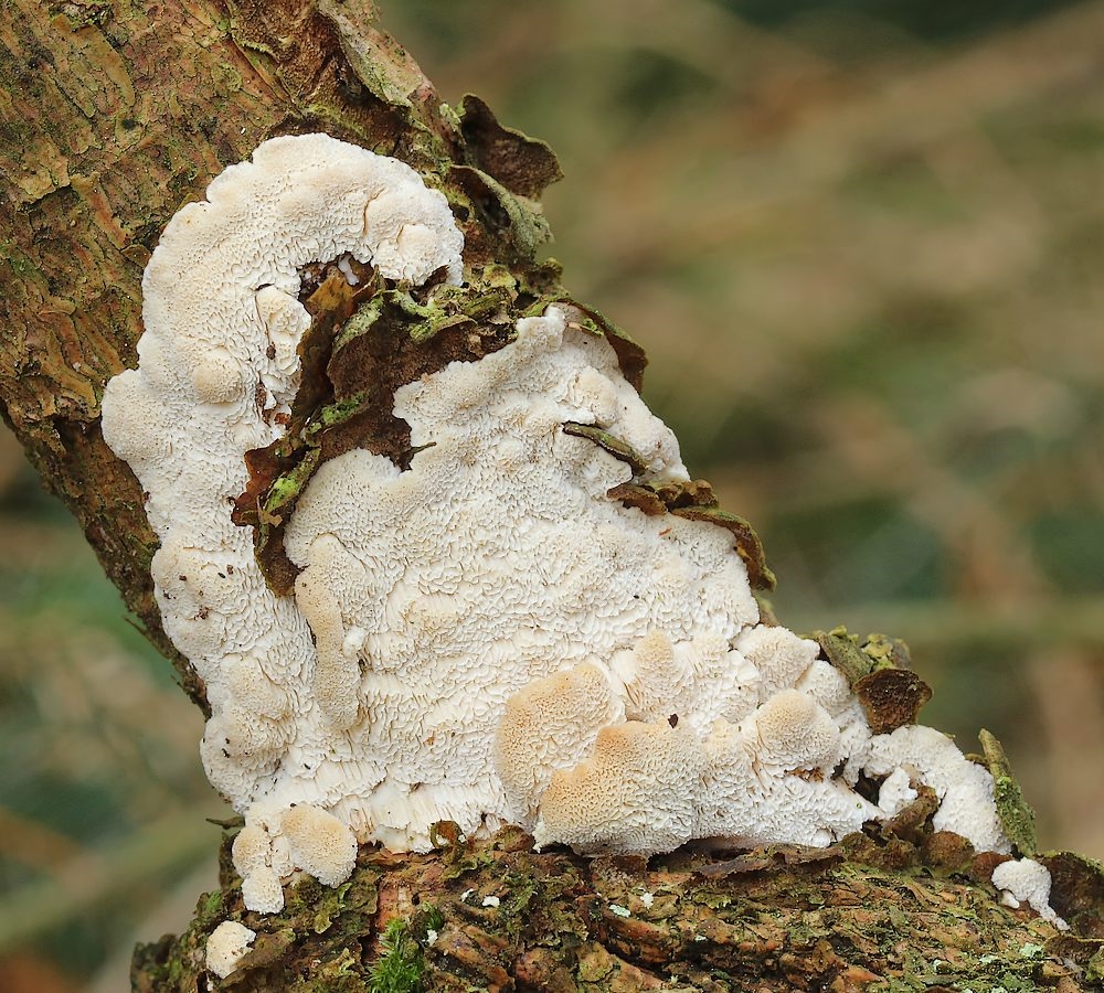 Violpore-elastiskporesvamp (Antrodiella parasitica)