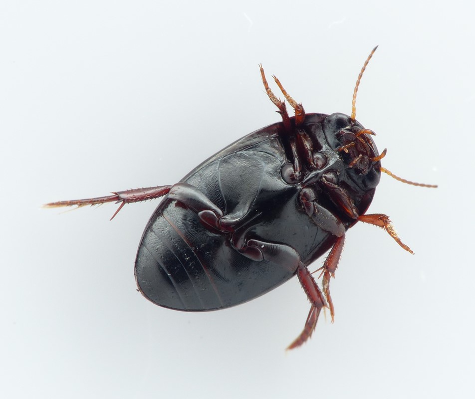 Agabus unguicularis (Agabus unguicularis)