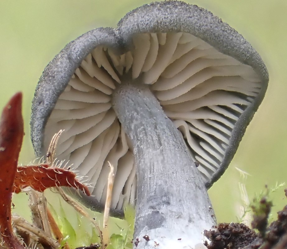 Violetgrå Rødblad (Entoloma mougeotii)