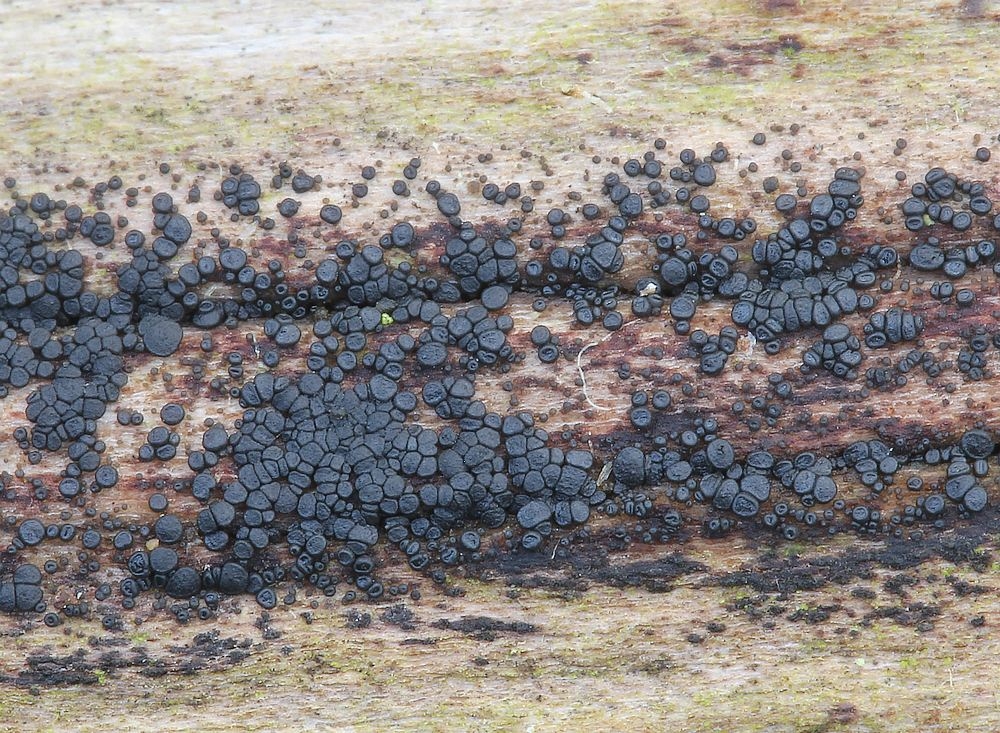 Durella macrospora (Durella macrospora)