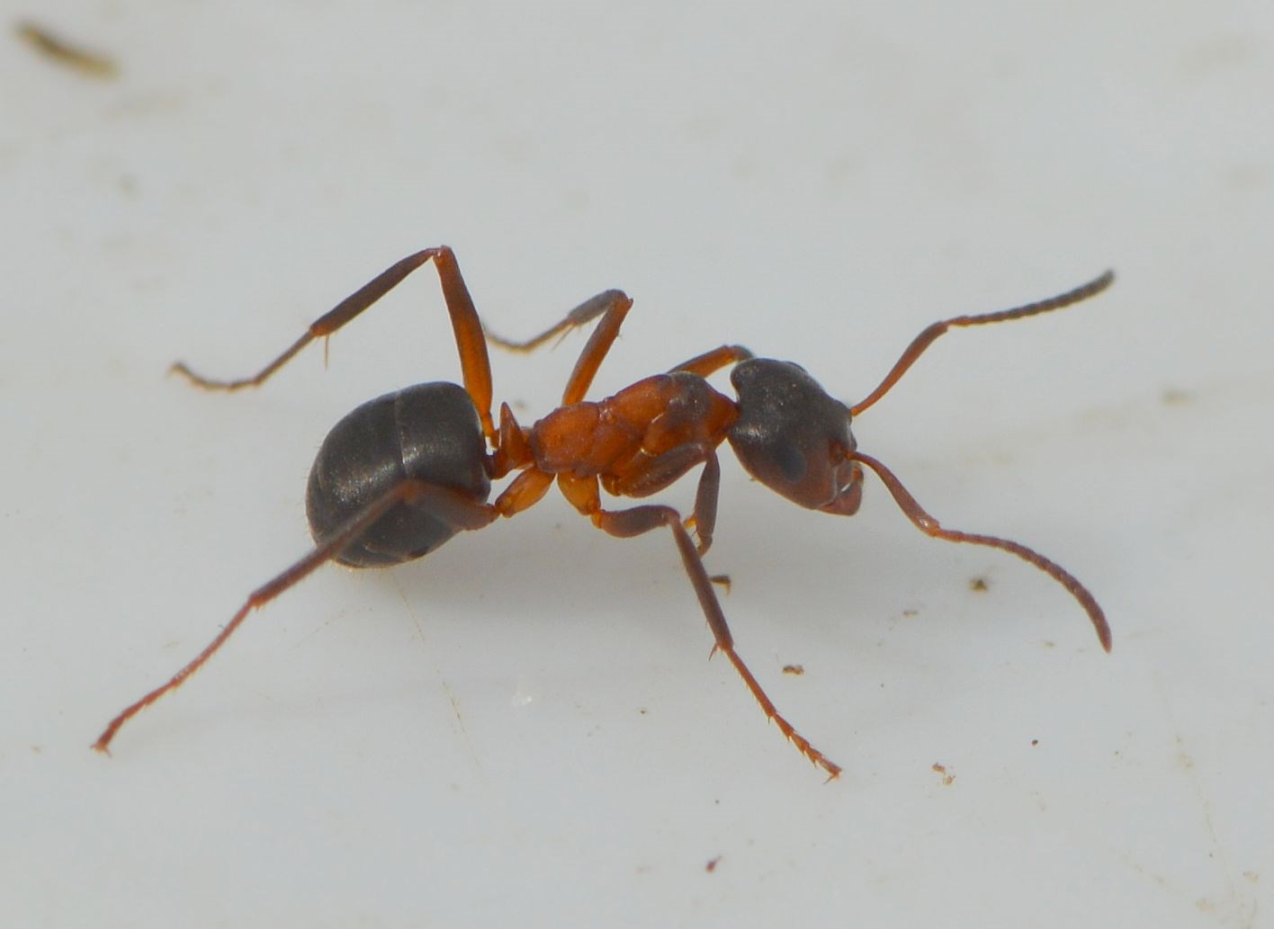 Lille Hedemyre (Formica forsslundi)