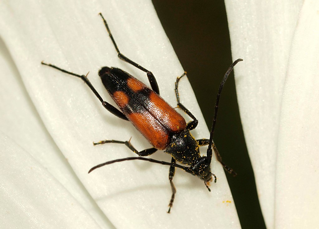 Tobåndet Blomsterbuk (Stenurella bifasciata)