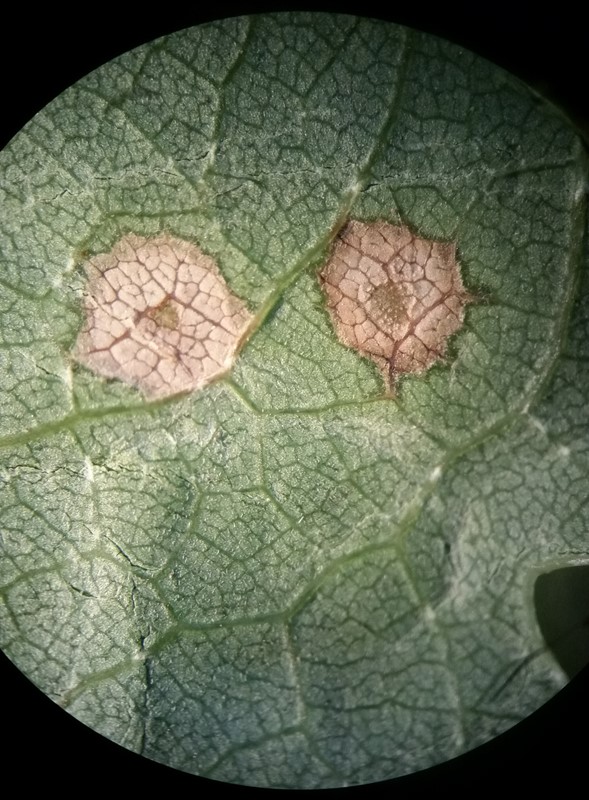 Arnoldiola libera (Arnoldiola libera)