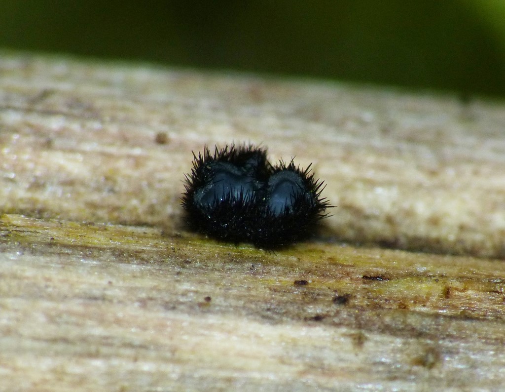 Pseudolachnea hispidula (Pseudolachnea hispidula)