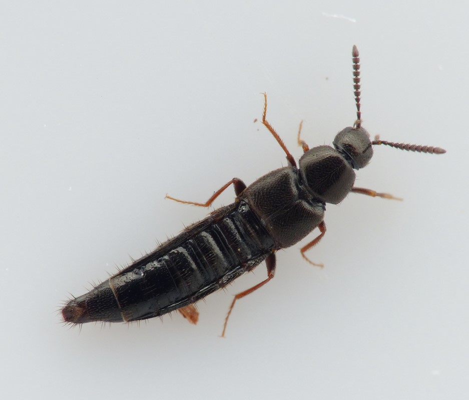 Aleochara sparsa (Aleochara sparsa)