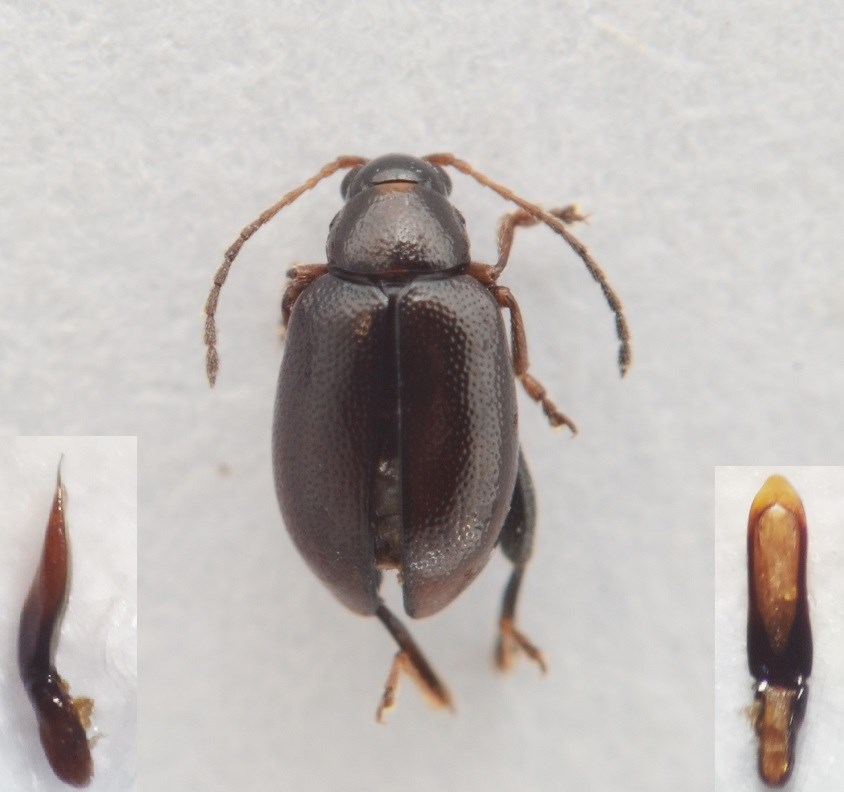 Longitarsus plantagomaritimus (Longitarsus plantagomaritimus)