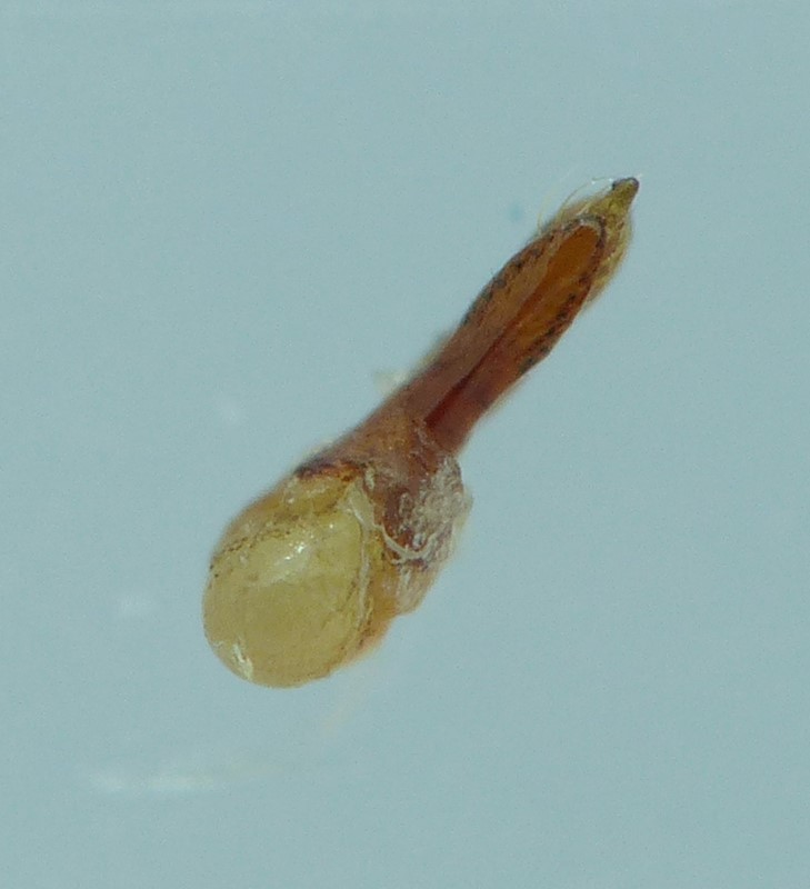 Philonthus Sordidus (Bisnius sordidus)