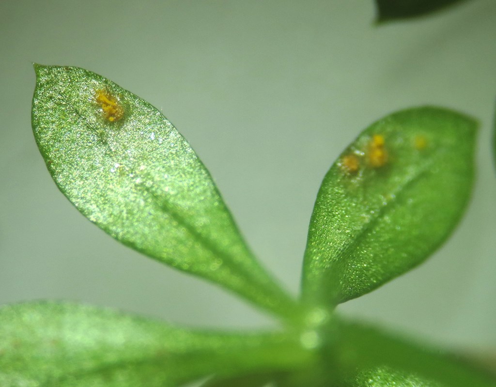 Pucciniastrum guttatum (Pucciniastrum guttatum)