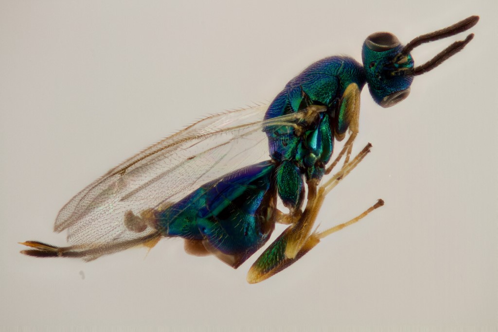 Torymus rosariae (Torymus rosariae)