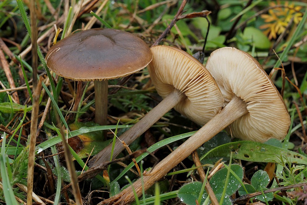 Melanoleuca polioleuca f. pusilla (Melanoleuca polioleuca f. pusilla)