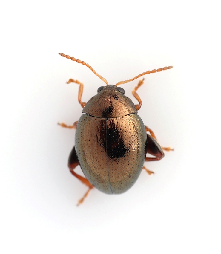 Apteropeda orbiculata (Apteropeda orbiculata)