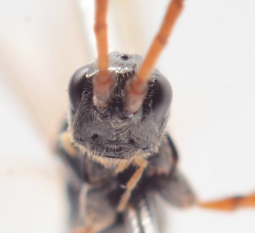 Exallonyx pallidistigma (Exallonyx pallidistigma)