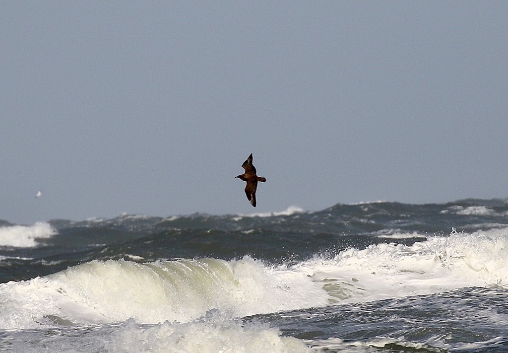 Storkjove (Stercorarius skua)