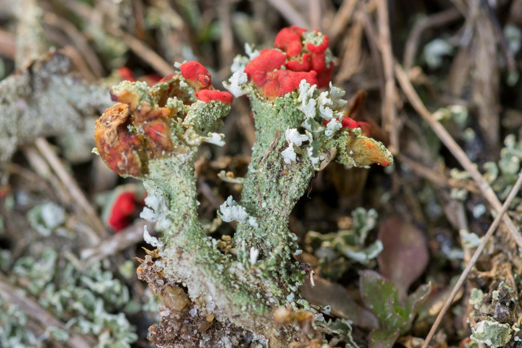 Koralrød Bægerlav (Cladonia coccifera)