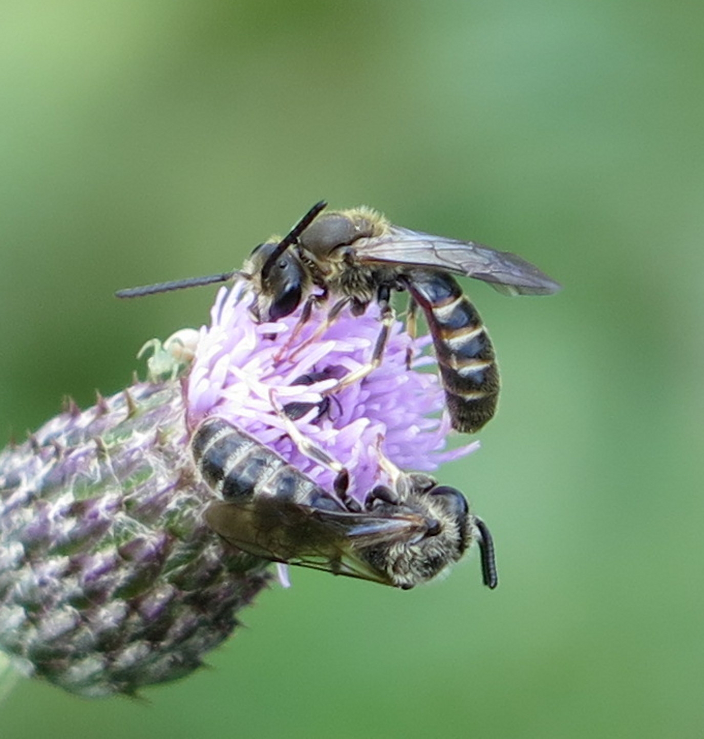 Græslandsmalbi (Lasioglossum albipes)