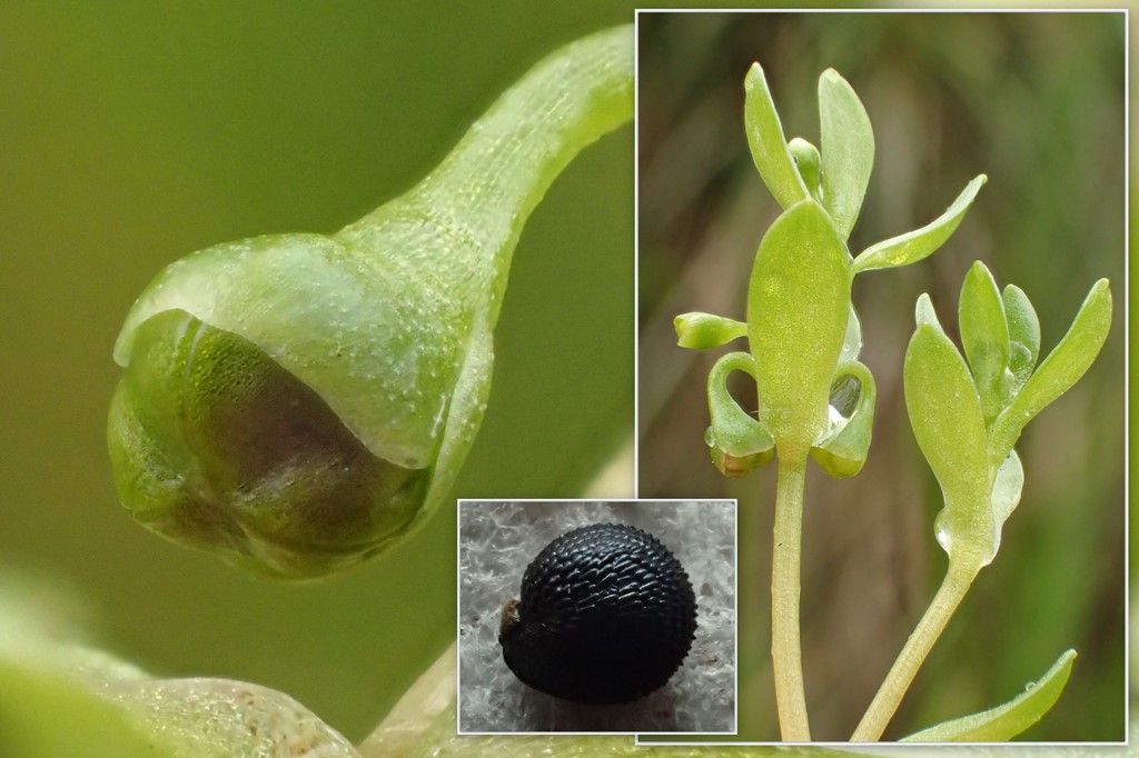 Vortet Vandarve (Montia fontana ssp. variabilis)