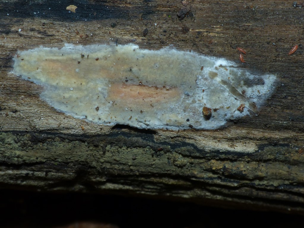 Lillaplettet Kalkskind (Hyphoderma roseocremeum)
