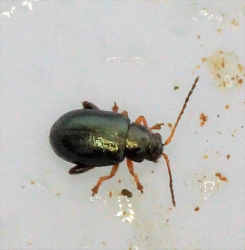 Grønlig Hørjordloppe (Aphthona euphorbiae)