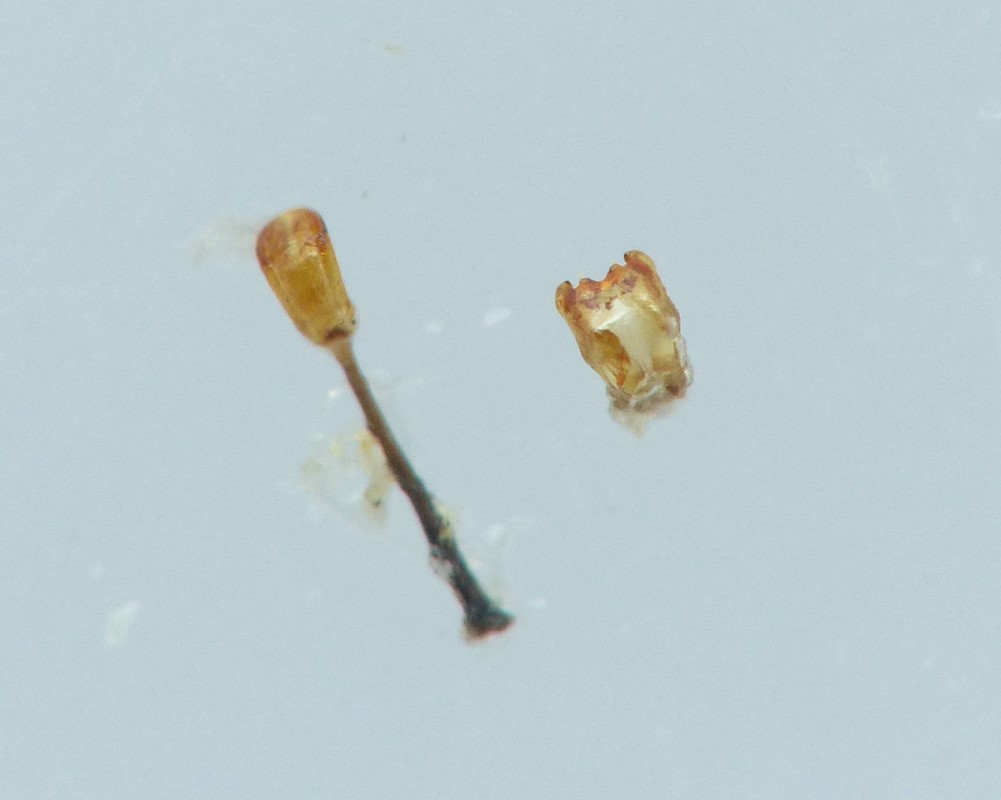 Meligethes nigrescens (Meligethes nigrescens)