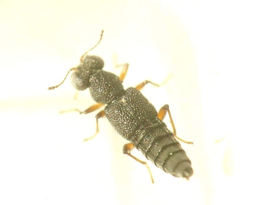 Stenus circularis (Stenus circularis)