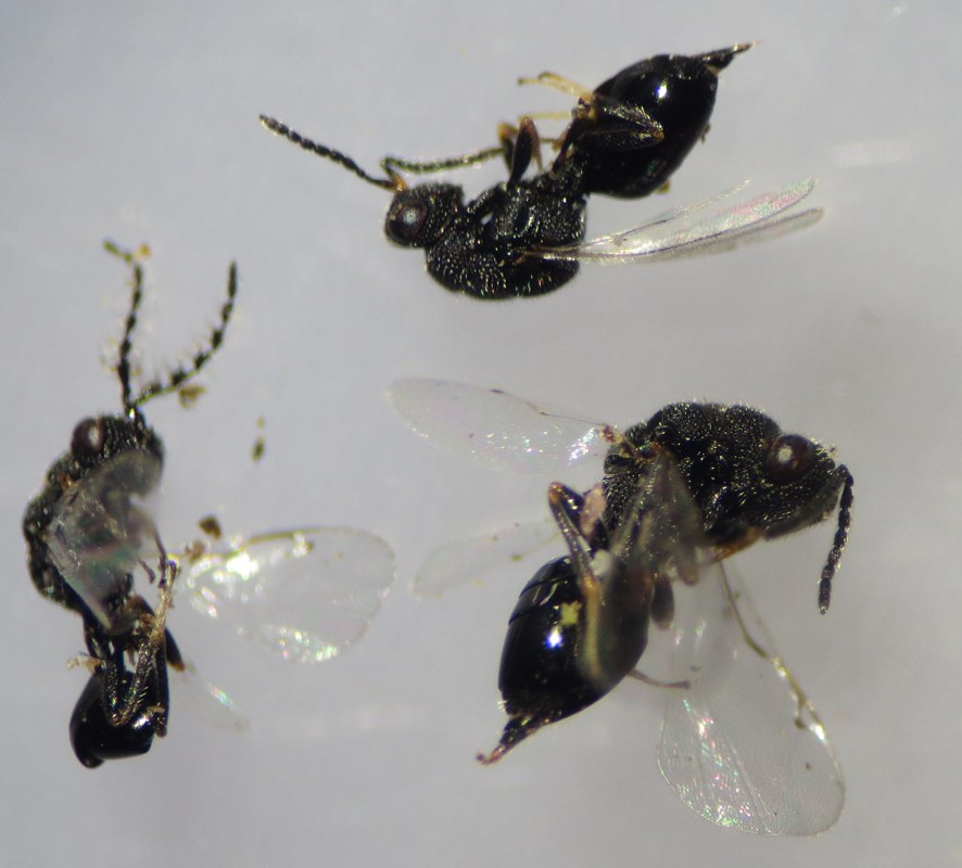 Eurytoma brunniventris (Eurytoma brunniventris)