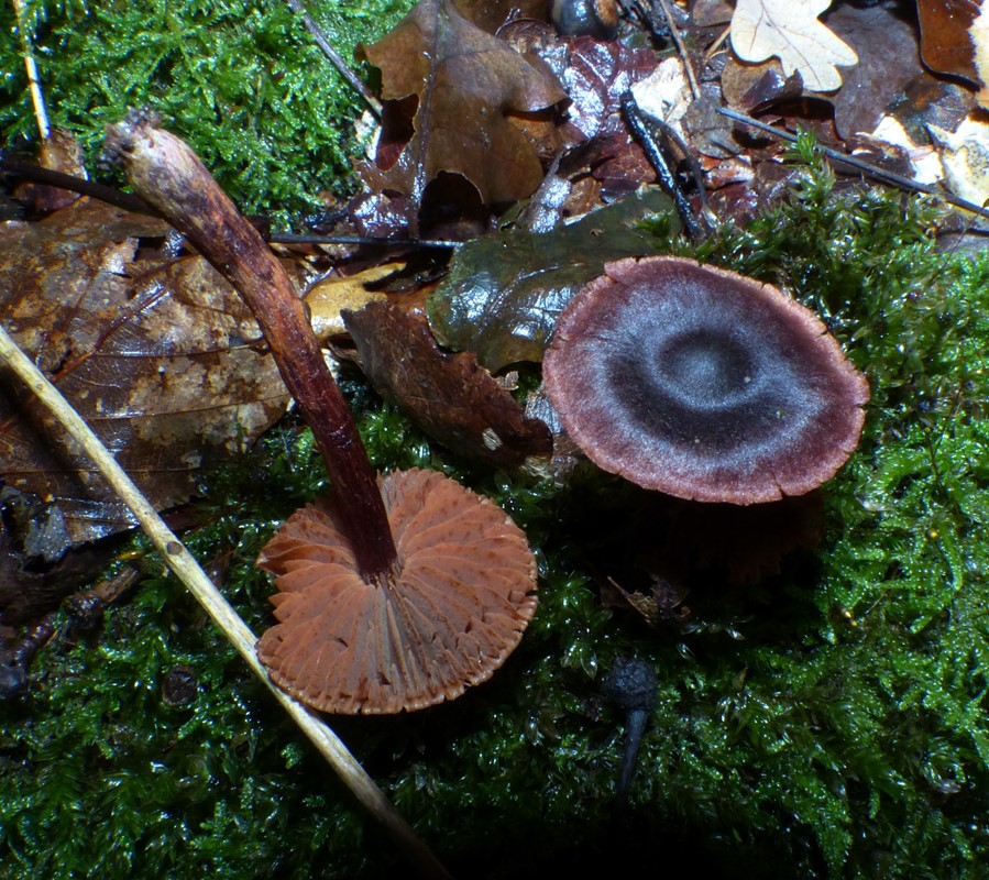 Purpursort Slørhat (Cortinarius anthracinus)