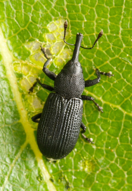 Magdalis carbonaria (Magdalis carbonaria)