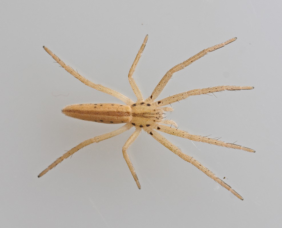 Tibellus maritimus (Tibellus maritimus)