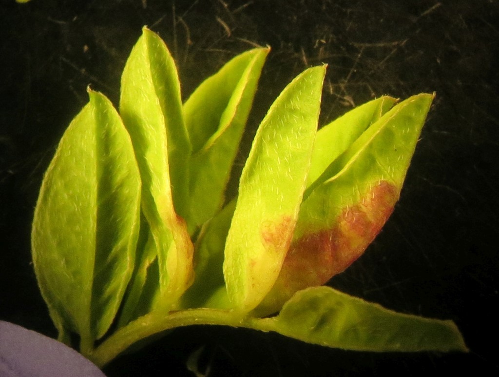 Dasineura glyciphylli (Dasineura glyciphylli)