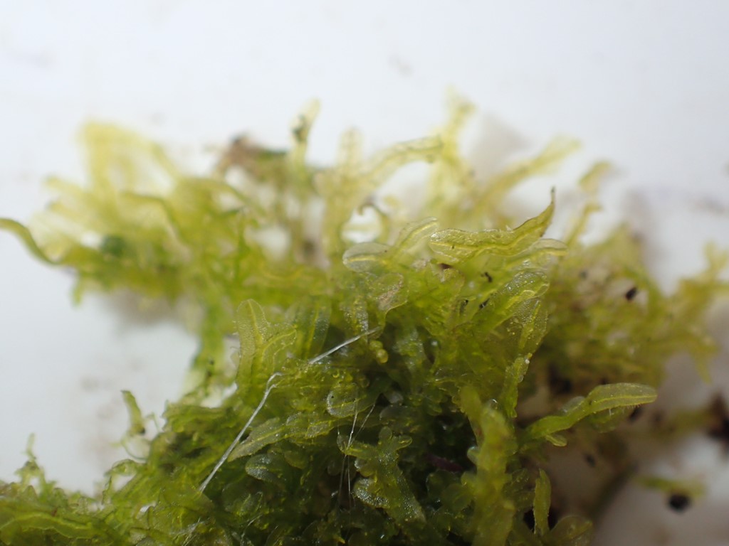 Almindelig Gaffelblad var. ulvula (Metzgeria furcata var. ulvula)