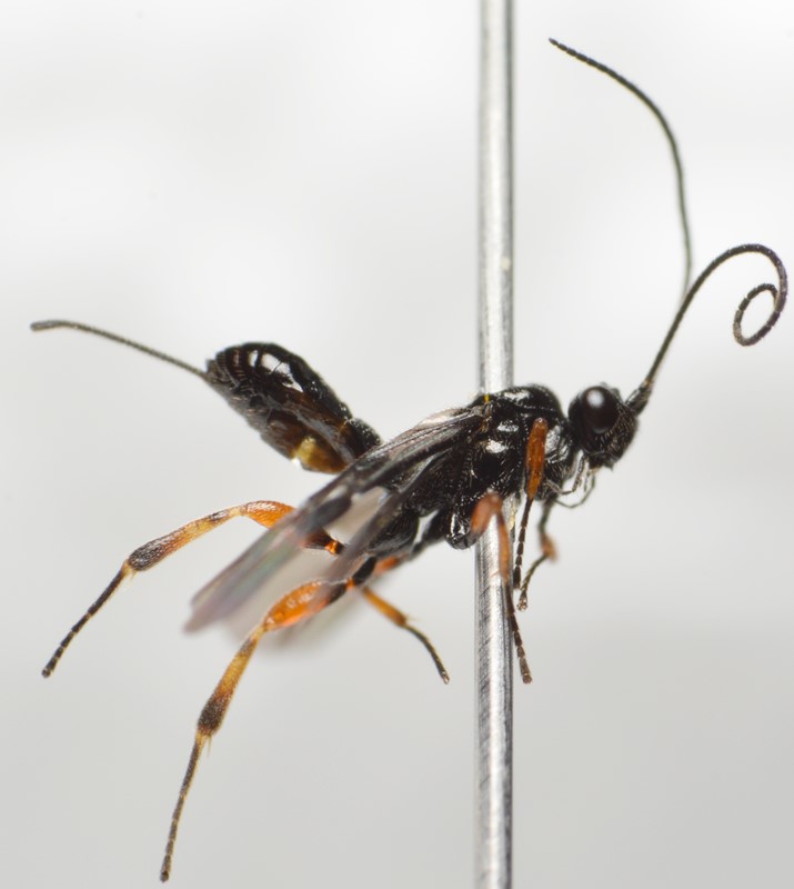 Agathis mediator (Agathis mediator)