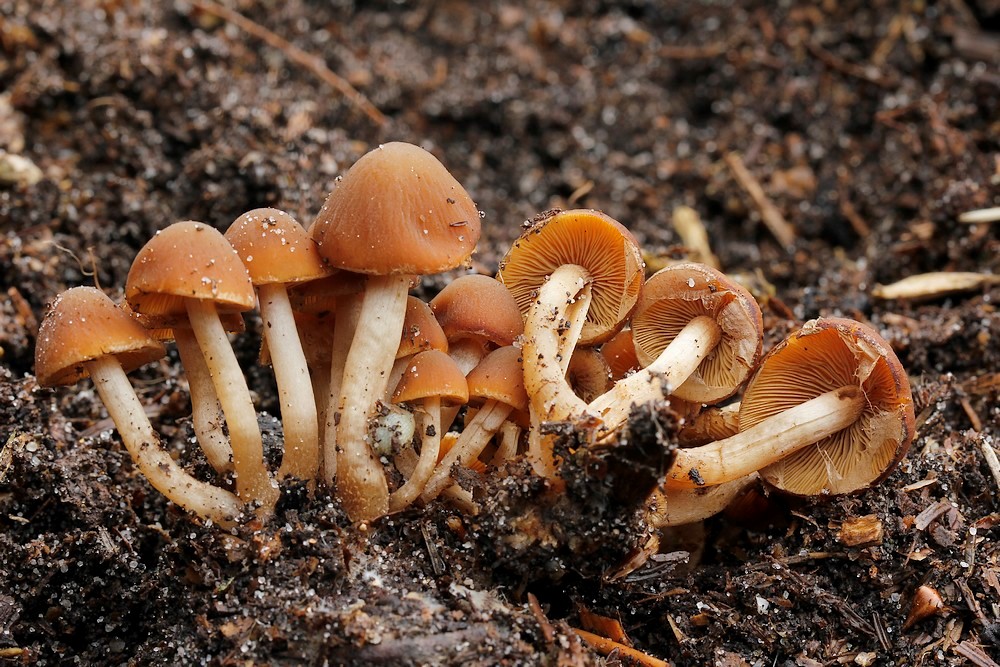 Psathyrella laevissima (Psathyrella laevissima)