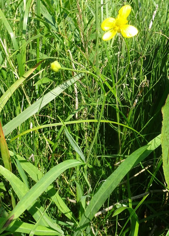 Langbladet Ranunkel, submers (Ranunculus lingua f. submersa)