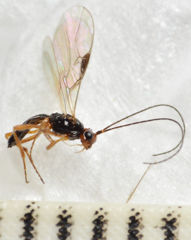 Phaenocarpa subruficeps (Phaenocarpa subruficeps)