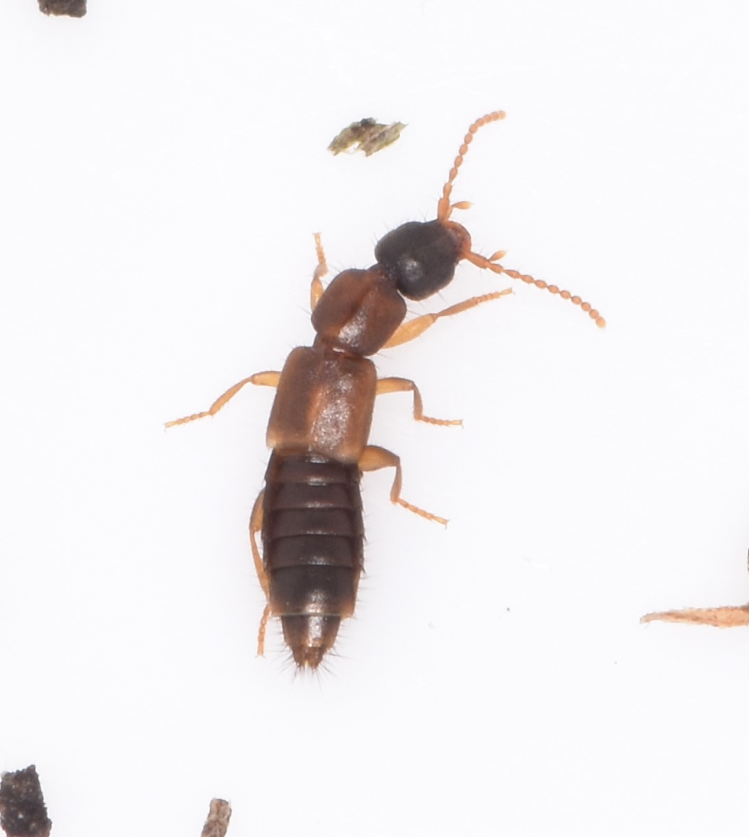 Lithocharis sp. (Lithocharis sp.)