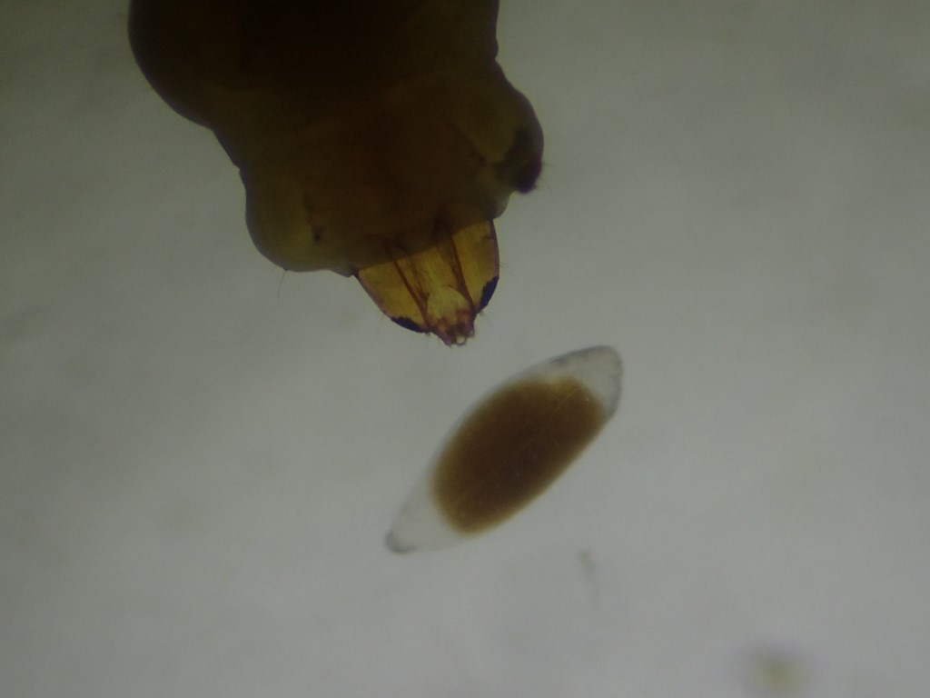 Pnigalio mediterraneus (Pnigalio mediterraneus)