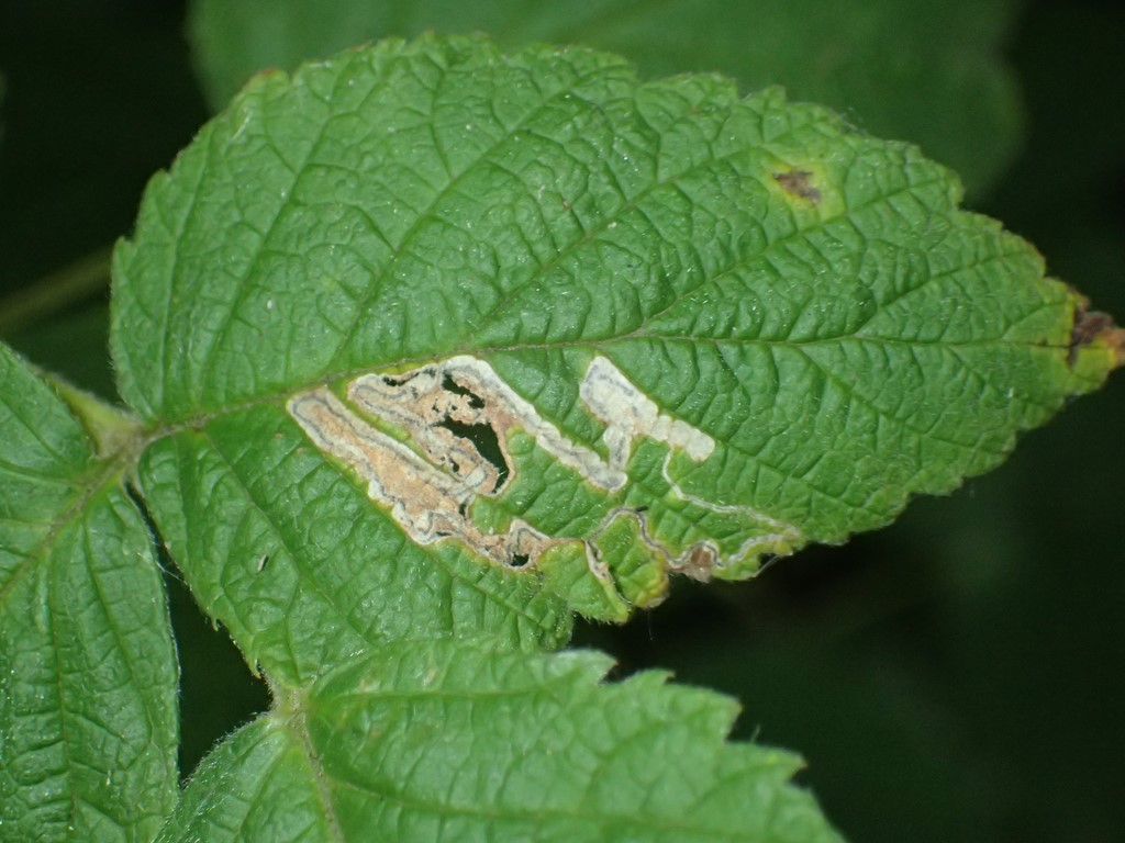Stigmella poterii (Stigmella poterii)