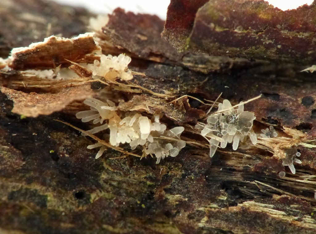 Isaria friesii (Isaria friesii)