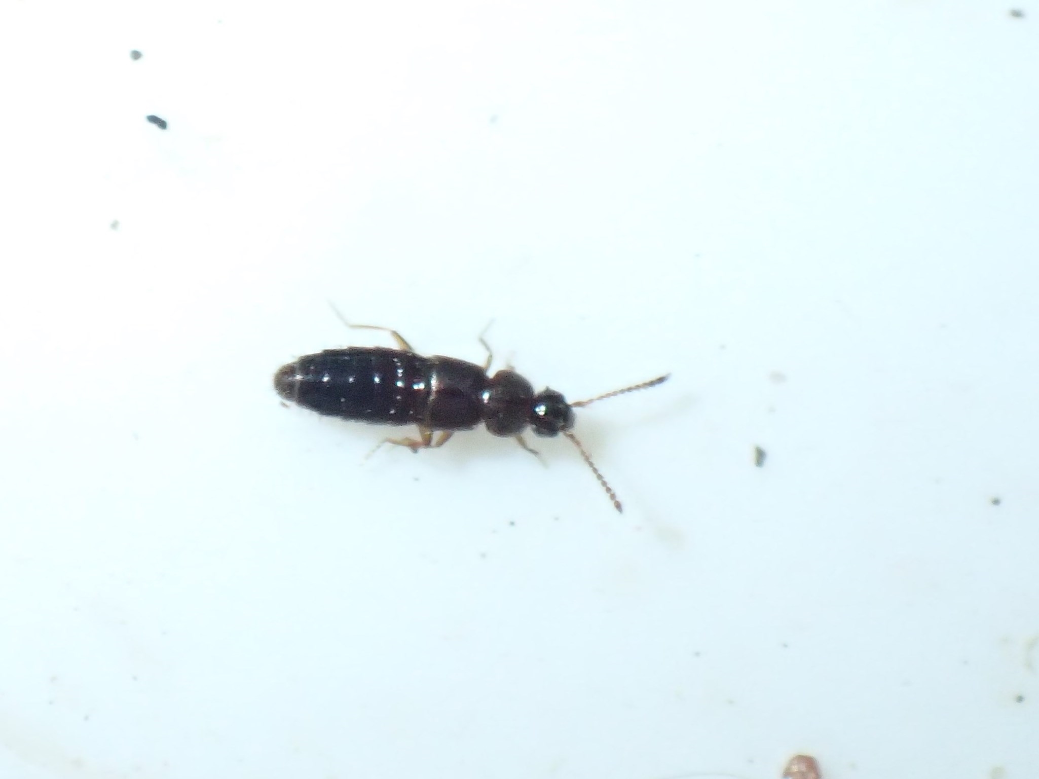 Atheta nidicola (Atheta nidicola)