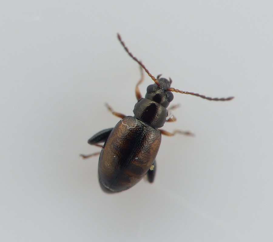 Longitarsus nasturtii (Longitarsus nasturtii)