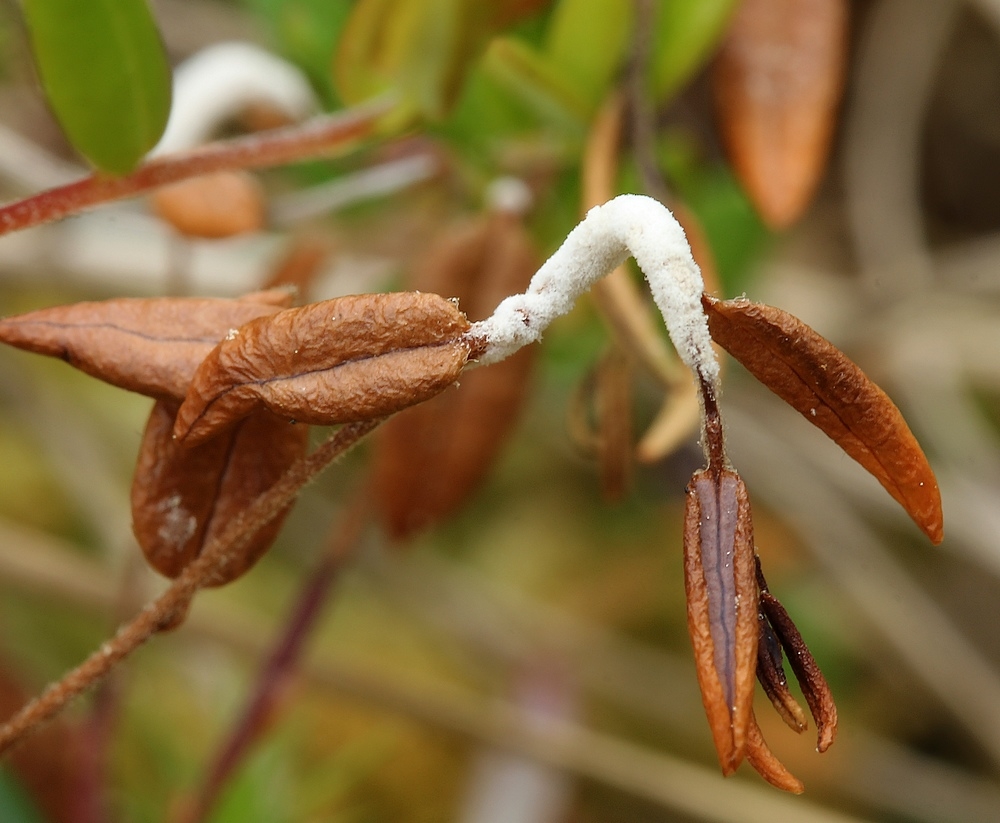 Tranebær-Knoldskive (Monilinia oxycocci)