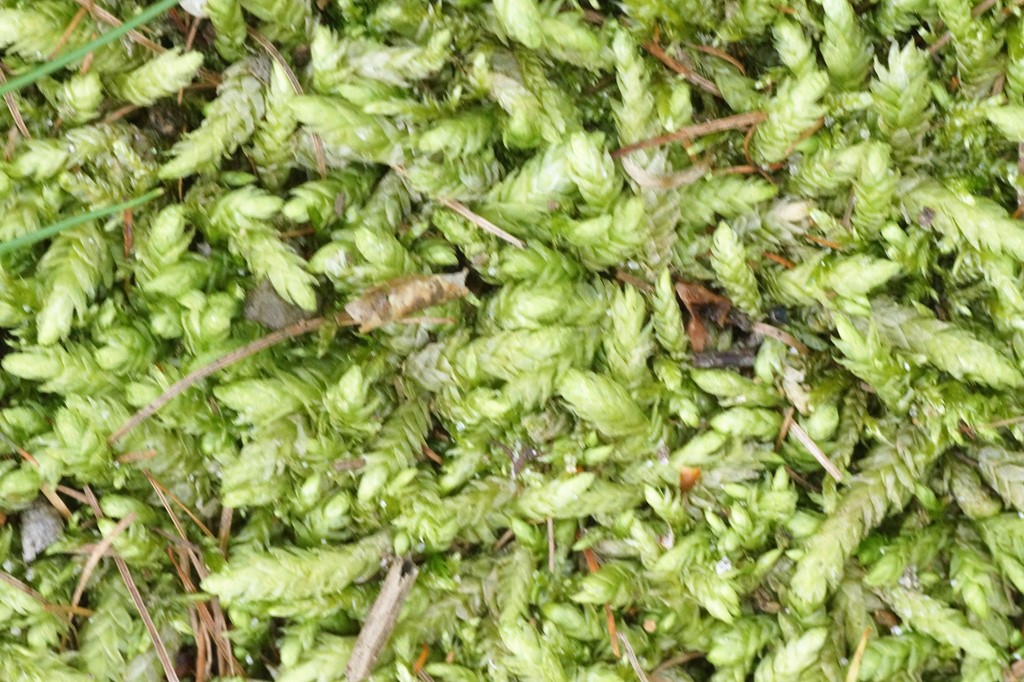 Tæppemos (sect. Orthophyllum) (Plagiothecium sect. Orthophyllum)