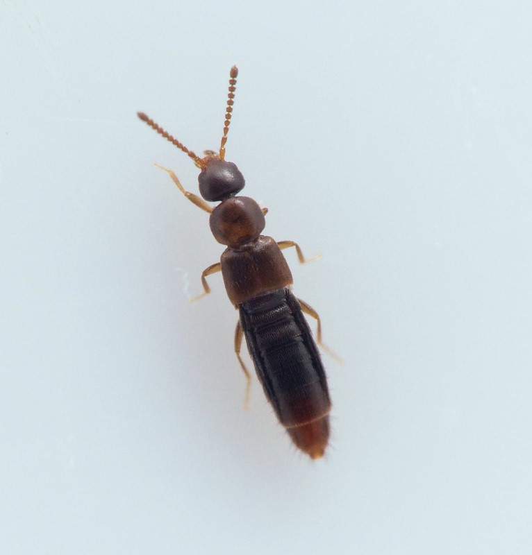 Amischa analis
